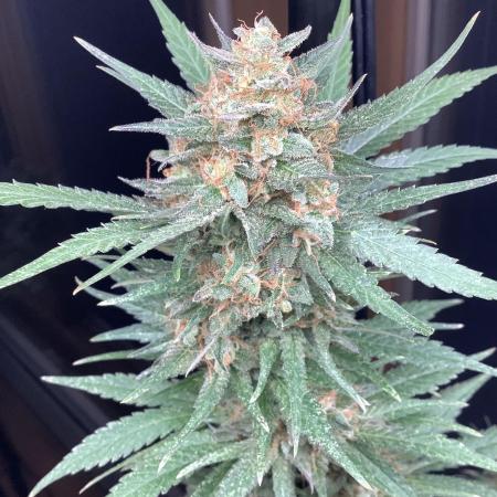 Grow 3 Afghan Kush x Skunk #1 Photo