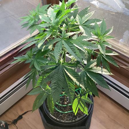 Grow 3 Afghan Kush x Skunk #1 Photo