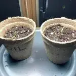 Grow 3 Afghan Kush x Skunk #1 Photo