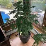 Grow 3 Afghan Kush x Skunk #1 Photo