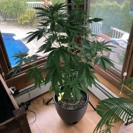 Grow 3 Afghan Kush x Skunk #1 Photo