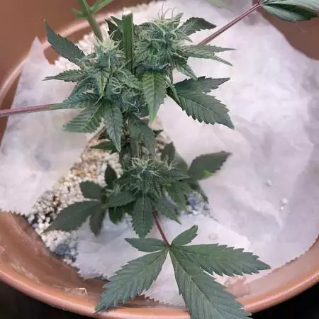 New grow kinda messed up already 