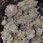 Green Crack Auto