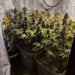 Critical Kush 600w 4x4 Tent 