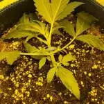 Northern Light auto
