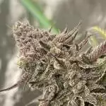 Gorilla zkittles