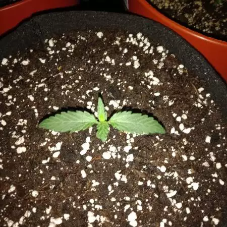 Fast Buds Mystery #1 - First Auto Grow