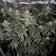 Cookie Casket (Doja-Barney's collab)