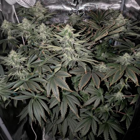 Cookie Casket (Doja-Barney's collab)