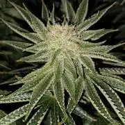 That Tangy Greenhouse Terpz!