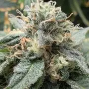 Cookie Casket (Doja-Barney's collab)