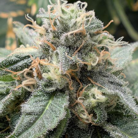 Cookie Casket (Doja-Barney's collab)