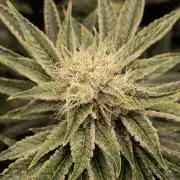 That Tangy Greenhouse Terpz!