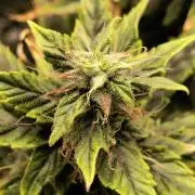Glue Gelato Auto (Barney's Farm)