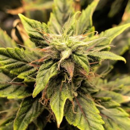 Glue Gelato Auto (Barney's Farm)