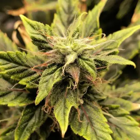 Glue Gelato Auto (Barney's Farm)