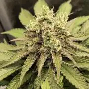 Fast Flowering Tropicana Cookies