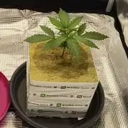 That Tangy Greenhouse Terpz!