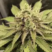 Fast Flowering Tropicana Cookies