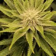 That Tangy Greenhouse Terpz!