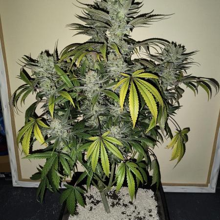 Fast Flowering Gorilla Cookies Run