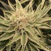 That Tangy Lemon Terpz!