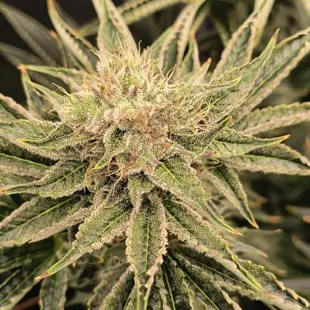 That Tangy Lemon Terpz!