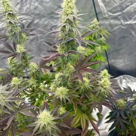 Thanksgiving Bud