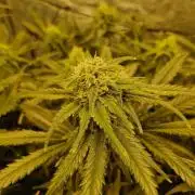 Sour Diesel, RQS, Fem, NFT