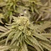 Sour Diesel, RQS, Fem, NFT