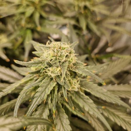 Sour Diesel, RQS, Fem, NFT