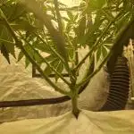 Sour Diesel, RQS, Fem, NFT