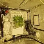 Sour Diesel, RQS, Fem, NFT