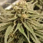 Sour Diesel, RQS, Fem, NFT