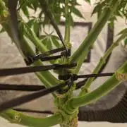 Sour Diesel, RQS, Fem, NFT