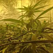 Sour Diesel, RQS, Fem, NFT