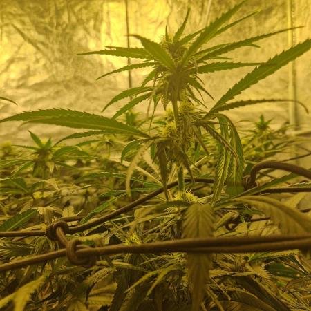 Sour Diesel, RQS, Fem, NFT