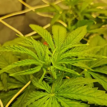 Sour Diesel, RQS, Fem, NFT