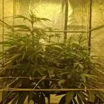 Sour Diesel, RQS, Fem, NFT