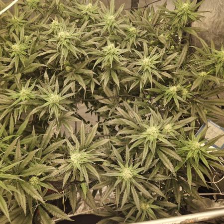 Sour Diesel, RQS, Fem, NFT