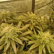 Sour Diesel, RQS, Fem, NFT