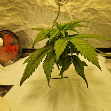 Sour Diesel, RQS, Fem, NFT