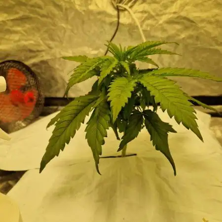 Sour Diesel, RQS, Fem, NFT