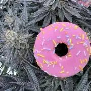 Doughnut Time 🍩