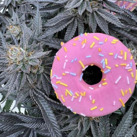 Doughnut Time 🍩