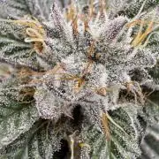 Lemon Tree x Banana Krumble