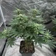 Tropical duo 🏝️