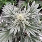 Melonade 🍈