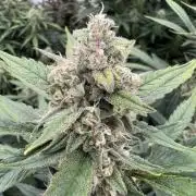 Getting ☃️ with the boys