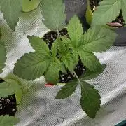 Acai x Black Cherry Funk